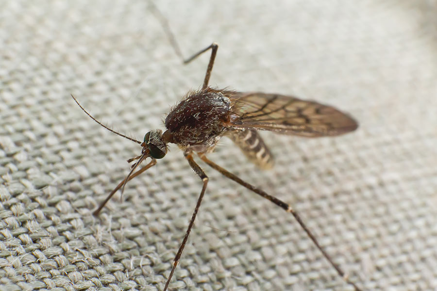 mosquito-trying-to-bite-through-cloth-V3QDX5U